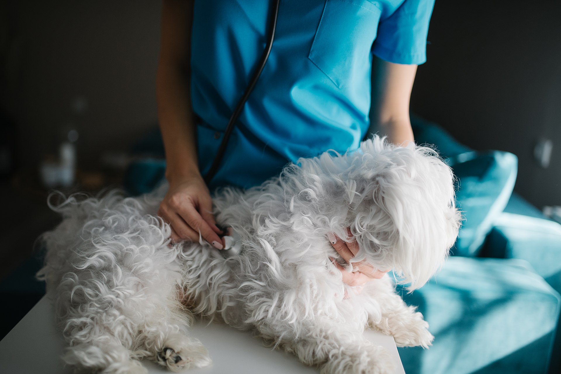 Veterinária da Univet examinando um pet com carinho